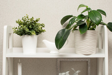 Home decorative plant in the room