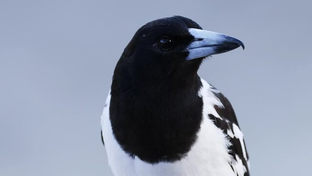 Close-up view of a cute Australian butcher bird in its natural habitat