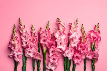 pink tulips on white background, Ultra High HD Quality