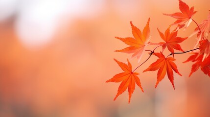The maple leaves that are dyed red after the autumn weather turns cooler, the background of the autumnal equinox