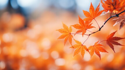 Naklejka na ściany i meble The maple leaves that are dyed red after the autumn weather turns cooler, the background of the autumnal equinox