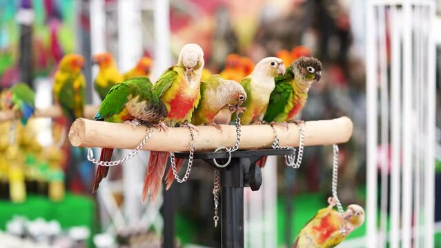 Pretty Pineapple Conure Parrot Bird standing relax on the log.