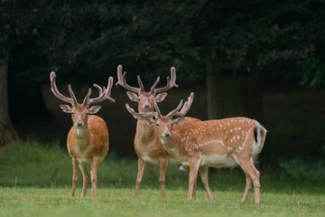 three Fallow deer graze in a meadow near the forest. Dama dama. Wildlife scene with three fallow deer.  