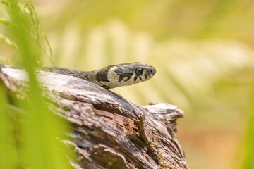 Closeup portrait of a grass snake.  Natrix natrix. A ringed snake crawls up a tree stump. Wildlife scene with a water snake. 