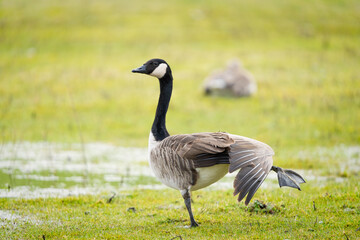 Barnacle goose on the bank stretching it's wings