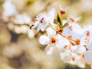 Ant on top of a cherry blossom in spring