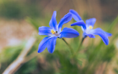 Chionodoxa siehei flowering