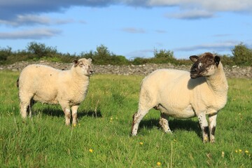 Sheep: Ewe and her lamb in field on farmland in rural Ireland in summer sunlight