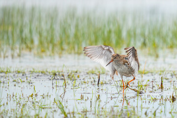 Common Redshank bathing