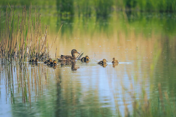 Family of ducks