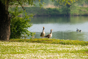 geese in the park