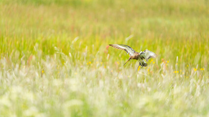 Black-tailed Godwit landing in a field