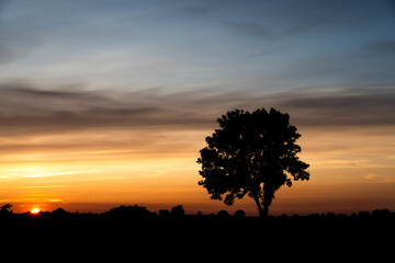 silhouette of tree at sunset