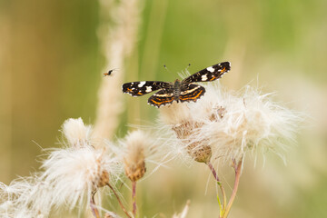 butterfly on a flower (Araschnia levana)