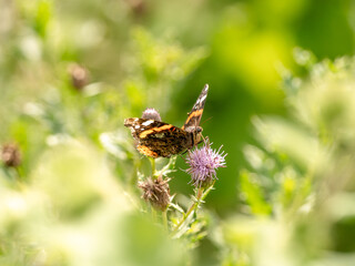 butterfly on a flower (Vanessa atalanta)