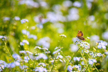 butterfly on a flower (lycaena phlaeas)