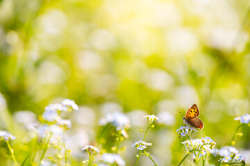 butterfly on a flower (Lycaena phlaeas, kleine vuurvlinder)