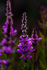 Flower lythrum salicaria (kattenstaart)