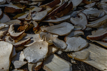 Drying mushrooms in the sun