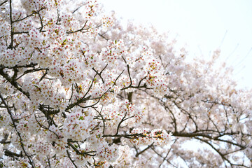 Isolated Cherry blossom blooming in Spring on white background.
