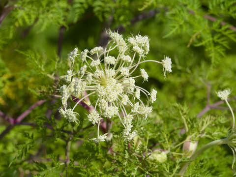 Selinum wallichianum ou Sélin de Wallich, plante ombellifère apiacée majestueuses à floraison blanc-crème sur épaisses tiges rouge-violacé garnies d'un feuillage touffu vert émeraude finement ciselé
