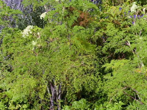 Selinum wallichianum or Selinum tenuifolium | Sélin de Wallich à inflorescence en ombelles blanches sur tiges vertes,rouge violacée garnies d'un feuillage vert tendre finement ciselé
