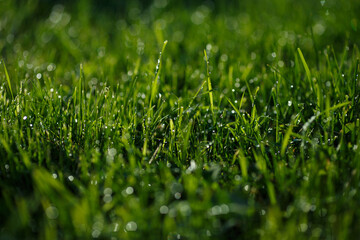 Closeup of lush uncut green grass with drops of dew in soft morning light