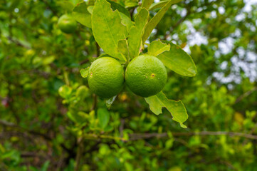 Green lime hanging on a lime tree with thick leaves and short stems fruit high vitamin C in the garden farm Cultivated in Southeast Asia.