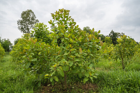 Kratom (Kratom) is a medicinal plant or Mitragyna speciosa (Kth.) Havil. It is very popular in Thailand.