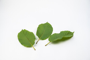 
Kratom (Kratom) or Mitragyna speciosa (Kth.) Havil. Edible leaves are medicinal, medicinal and narcotic. (white background)