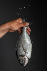 male hand with dorado fish on black background. place for text
