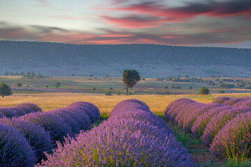 Beautiful image of lavender field 