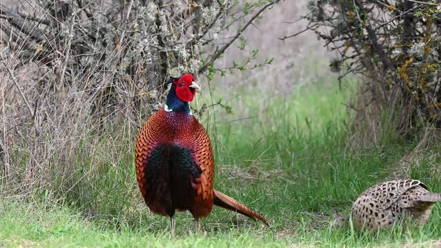 Male and female common pheasant Phasianus colchicus in the wild. Close up. Slow motion.