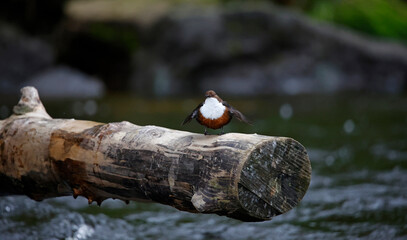 Dipper displaying on a log © Stephen