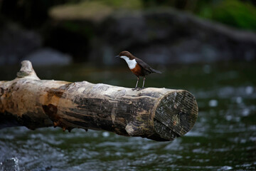 Dipper displaying on a log