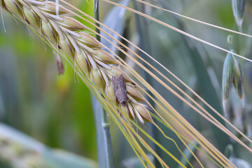Cnephasia pasiuana pumicana moth in the family Tortricidae. Sitting on an ear of barley.