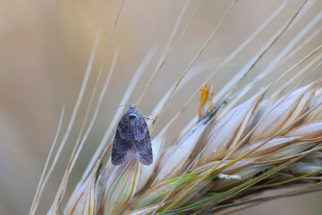 Grey tortrix (Cnephasia sp.) micro moth in profile. Small insect in the family Tortricidae,...