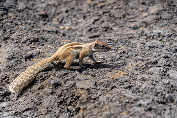 Barbary ground squirrel, profile view, Chipmunk, on rocks in Fuerteventura, Spain