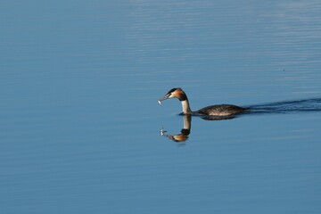 仙台市大沼のカンムリカイツブリ