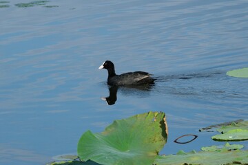 仙台市大沼のオオバン