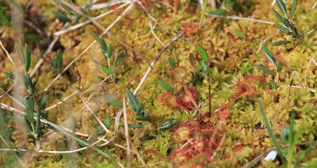 Drosera, plante carnivore