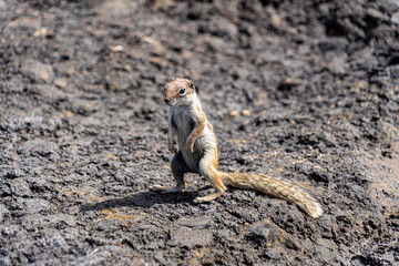 Barbary ground squirrel, Chipmunk, on rocks in Fuerteventura, Spain