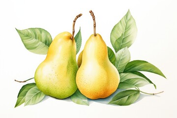 Illustration of sweet pears close up.