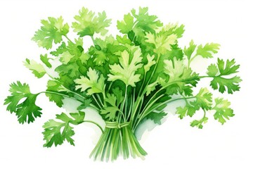 Illustration of parsley leaf close up.