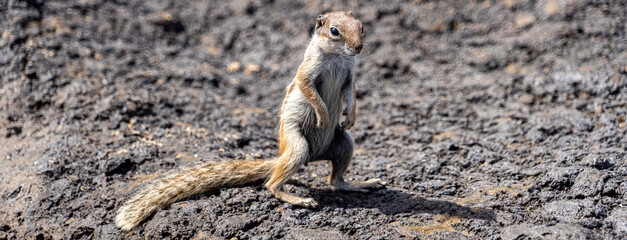 Barbary ground squirrel, Chipmunk, banner format, on rocks in Fuerteventura, Spain