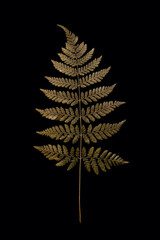 golden fern leaf on black background