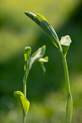 Polygonatum multiflorum, the Solomon's seal before flowering