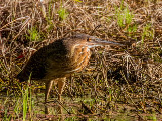 Female Black Bittern in Queensland Australia