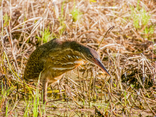 Female Black Bittern in Queensland Australia