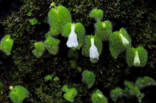 Chirita tublosa Craib is a rare plant commonly found in limestone areas.